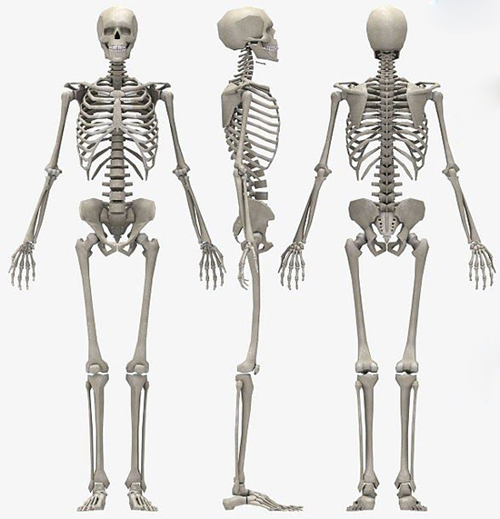 人体骨骼